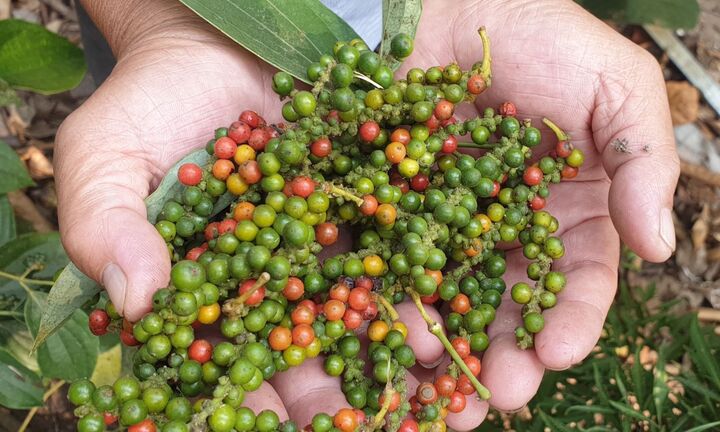 Giá tiêu hôm nay 15/12: Tiếp đà giảm 500 đồng/kg