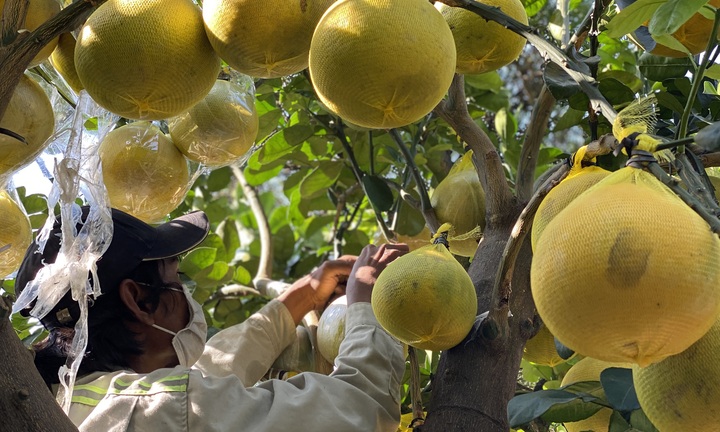 Bưởi Diễn vượt nghìn km vào TP.HCM đón Tết sớm, có cây hơn 150 quả vàng óng