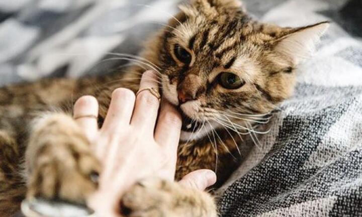 Người đàn ông tử vong vì vết cắn của mèo 4 năm trước