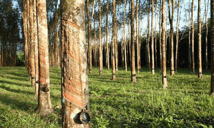 Bình Dương: Chủ tịch UBND huyện Phú Giáo bị kiện