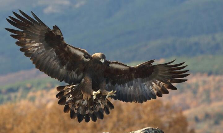 Bất ngờ trước cách săn mồi kỳ lạ của các loài động vật