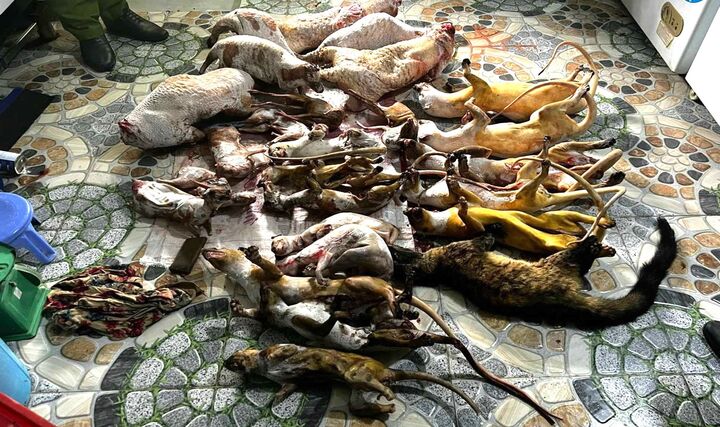 Phát hiện 2 cơ sở tàng trữ động vật hoang dã để cung cấp cho nhà hàng, quán nhậu