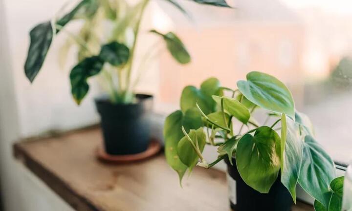 4 sai lầm rất hay gặp khi trồng cây trong nhà