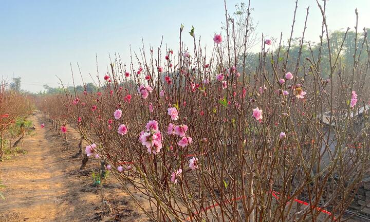 Đào Nhật Tân sớm nở rộ, nông dân thấp thỏm ngóng Tết