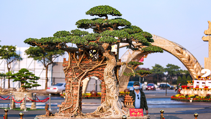 Ngắm cây sanh 100 tuổi hình cổng làng ở Hà Nội