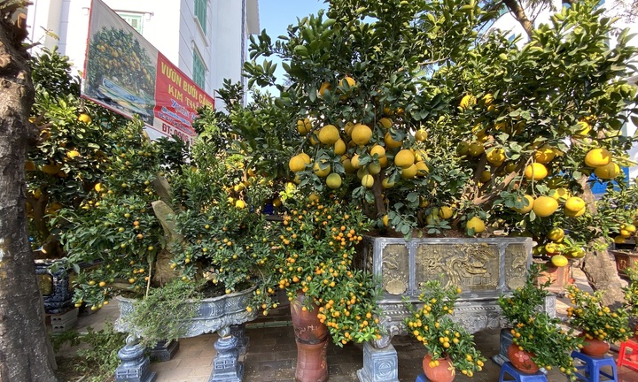 Đào, quất, bưởi Tết giá trăm triệu đồng tràn xuống phố phường Hà Nội
