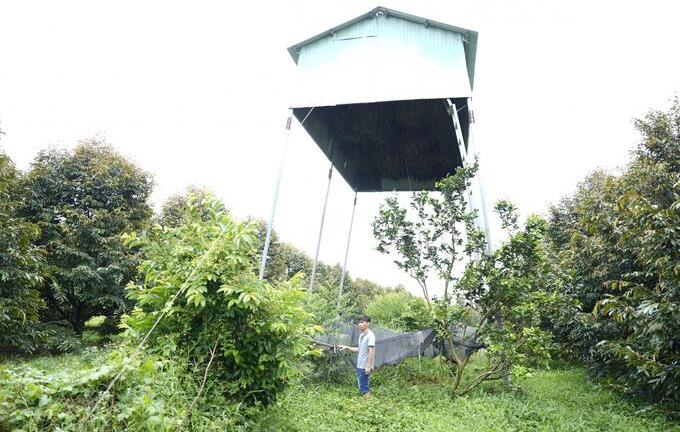 Chuyện lạ: Làm nhà 'trên trời' hứng... phân dơi