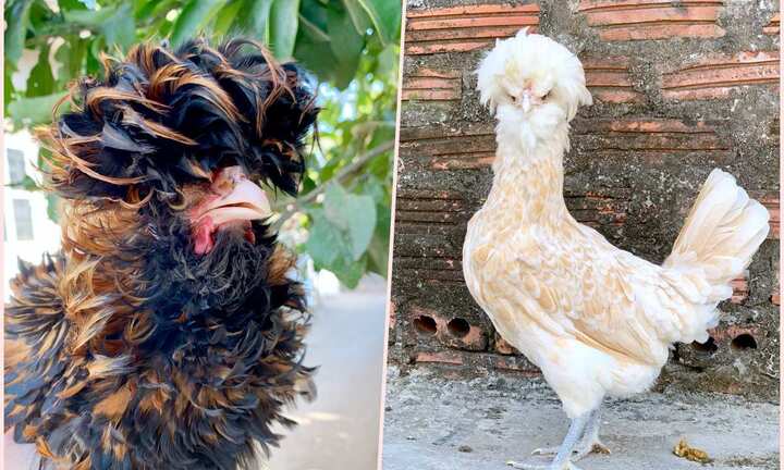 Quà biếu Tết siêu độc dị: Gà sư tử Ba Lan giá gần chục triệu đồng