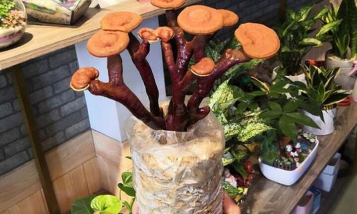 Nấm linh chi, đu đủ thành bonsai chơi Tết