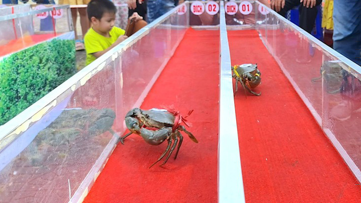 Lạ lùng cuộc thi đua cua tốc độ ở Cà Mau 