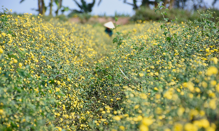 Ngắm cúc tiến vua trải thảm vàng rực trên cánh đồng ở Hải Phòng