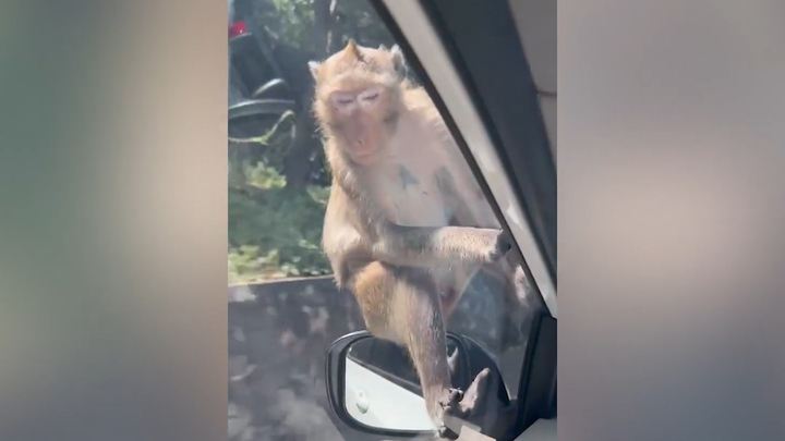 Khỉ hoang 'quá giang' ô tô ở Thái Lan