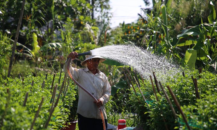 Các làng hoa ở miền Tây tăng sản lượng, kỳ vọng bội thu mùa Tết