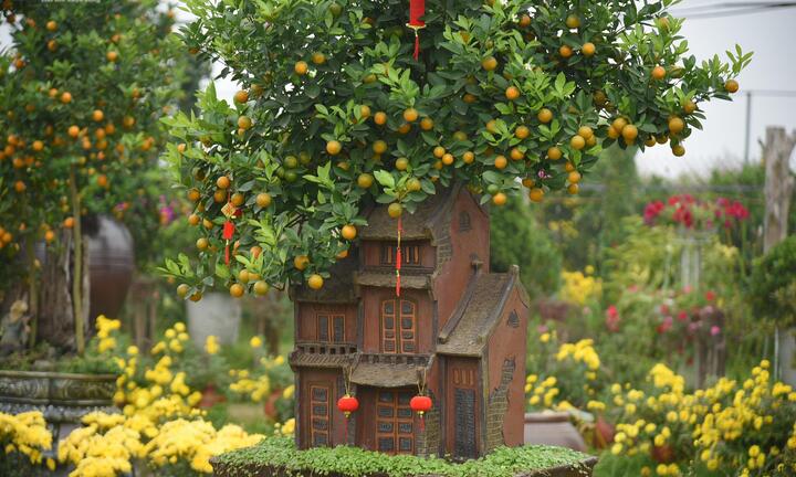 Khách săn mua quất bonsai dáng độc, giá tiền triệu chơi Tết