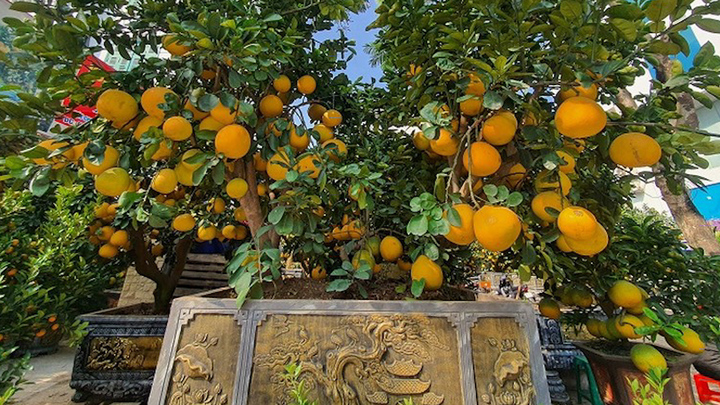 Bưởi cảnh hàng chục triệu đồng xuống phố Hà Nội