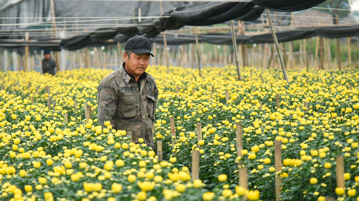 Làng hoa lớn nhất Hà Nội tất bật vào vụ Tết