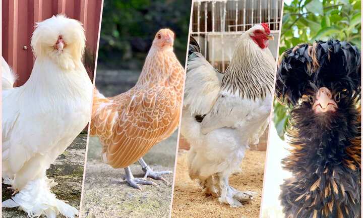 Mốt mua gà kiểng độc dị làm quà biếu Tết