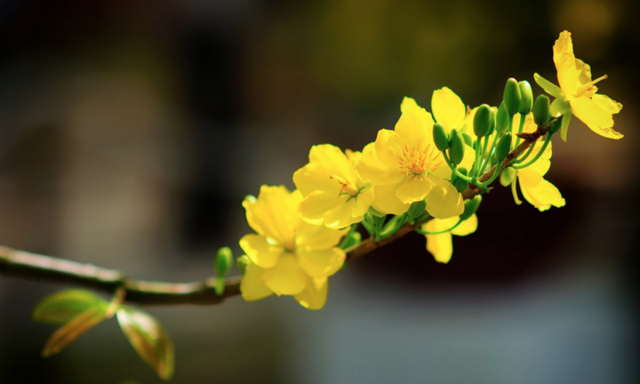 Lý do người phương Nam trưng Tết bằng hoa mai vàng