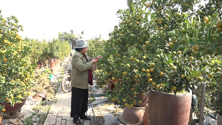 Làng quất bonsai lớn nhất Hà Nội rộn ràng vào vụ Tết