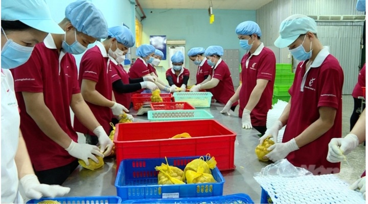 Việt Nam xuất khẩu lô nhãn tươi đầu tiên sang Nhật Bản sau 6 năm đàm phán