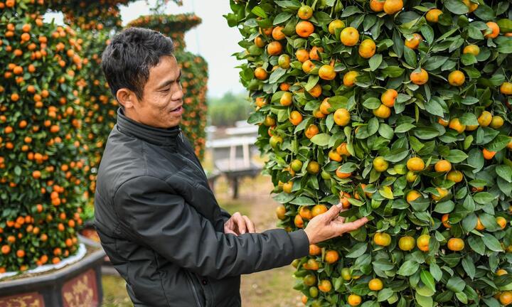 Quýt lộc bình khổng lồ đắt hàng ngày cận Tết