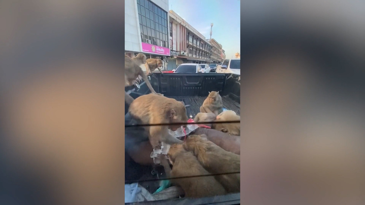 Đàn khỉ lao lên ô tô cướp trứng gà nhân lúc tắc đường