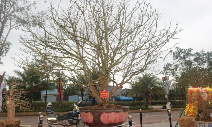Ngắm mai cổ thụ được trả giá 3,5 tỷ đồng nhưng chủ nhân không bán
