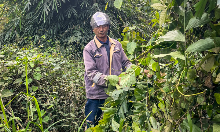 Bỏ túi tiền triệu nhờ lên rừng hái lá đủng đỉnh