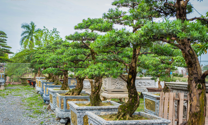 Chiêm ngưỡng những gốc tùng la hán được 'hét' giá hàng trăm triệu dịp sát Tết 