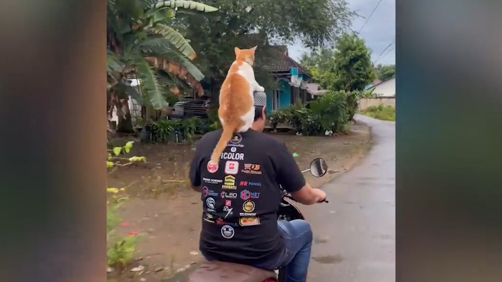 Mèo cưng 'đè đầu cưỡi cổ' chủ trên đường phố Indonesia