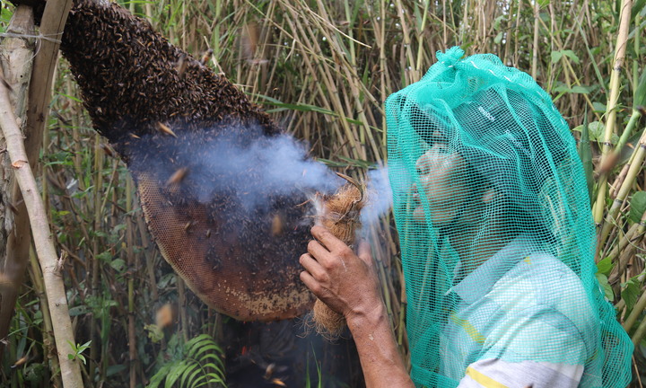 Theo chân thợ gác kèo ong rừng U Minh Hạ