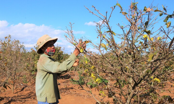 Cận Tết, người Jrai rộn ràng kiếm tiền từ mai rừng