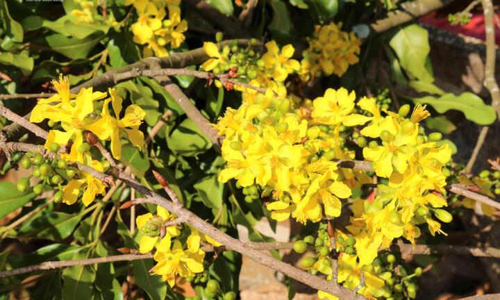Mai rừng ùn ùn xuống phố, hút khách hỏi mua chơi Tết