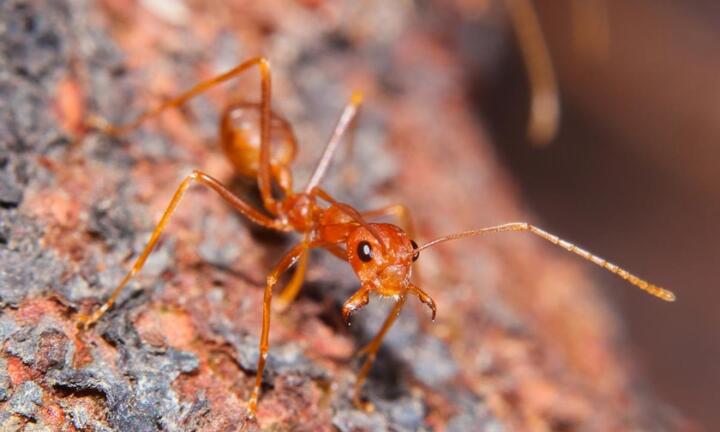 13 loài động vật vòng đời ngắn nhất hành tinh, có loài chỉ tồn tại 72 tiếng