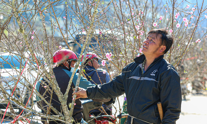 Nhộn nhịp đào rừng Sơn La xuống phố