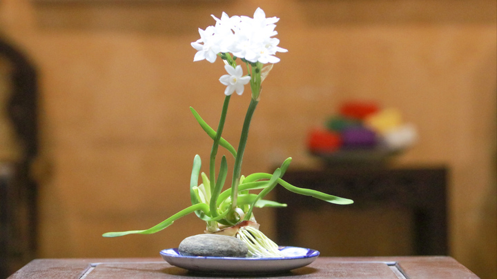 Độc đáo thú chơi hoa thủy tiên của người Hà Nội