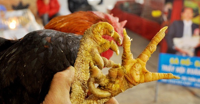 'Thần kê' 9 cựa từ truyền thuyết bước ra đời thực tại Đất Tổ Vua Hùng