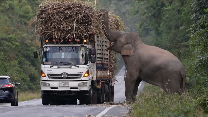 Tài xế bất lực nhìn voi rừng chặn xe tải cướp mía ở Thái Lan