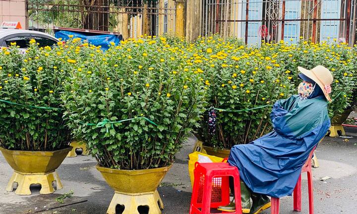 Dân Huế đội mưa rét bán hoa Tết nhưng vắng bóng người mua