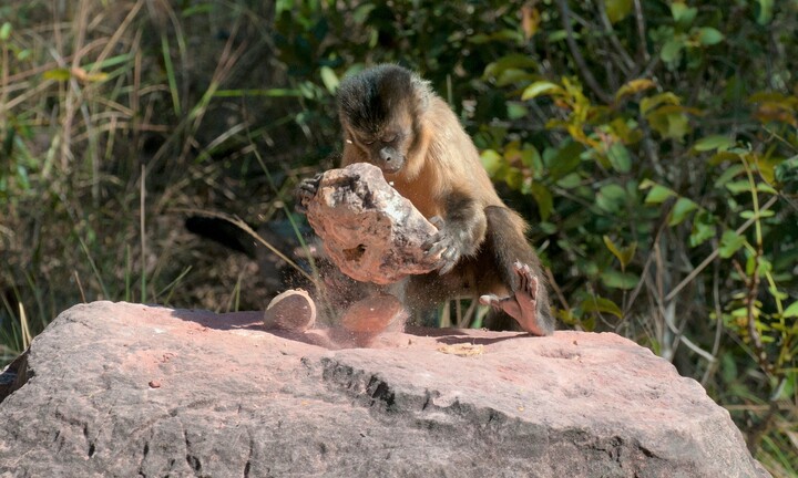 Không phải mỗi con người biết sử dụng công cụ bằng đá