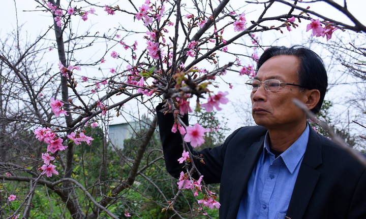 Bán nhà mua cây, 7 năm sau lão nông đất Cảng sở hữu vườn hoa anh đào bạc tỷ