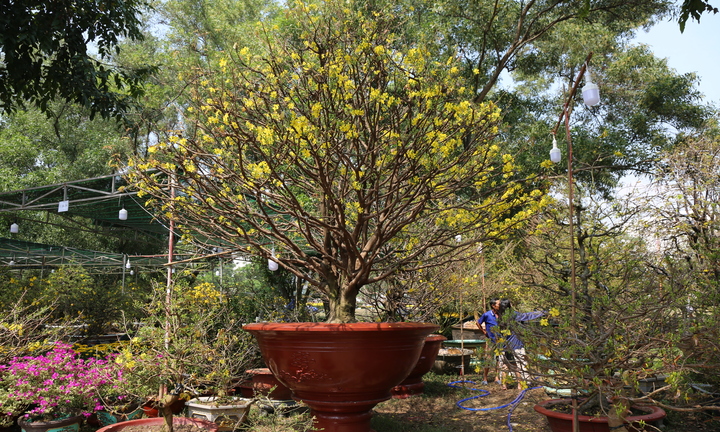 Mai vàng trăm tuổi giá 4 tỷ đồng ở chợ 'nhà giàu' tại TP.HCM