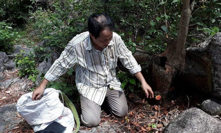 Ăn rừng, ngủ rừng ‘săn’ nấm lim xanh