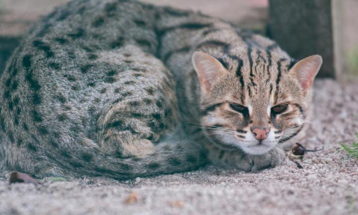 Chiêm ngưỡng những giống mèo đắt đỏ nhất thế giới