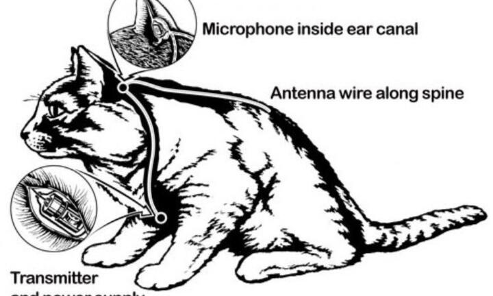 CIA từng cố gắng huấn luyện mèo thành điệp viên