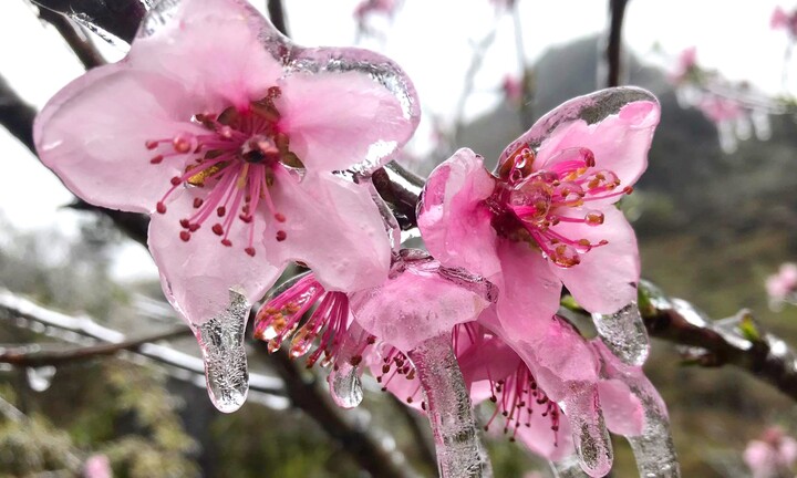 Dự báo thời tiết mùng 3 Tết: Bắc Bộ rét đậm rét hại, có nơi dưới 2 độ C