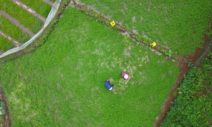 Dân thu tiền triệu mỗi ngày đầu năm nhờ 'rau sợ bẩn' trong giếng cổ ngàn năm