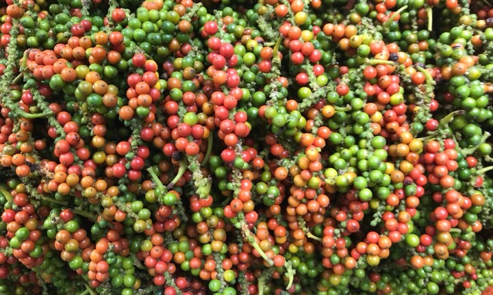 Giá tiêu hôm nay 27/1: Không có biến động, cao nhất 58.500 đồng/kg