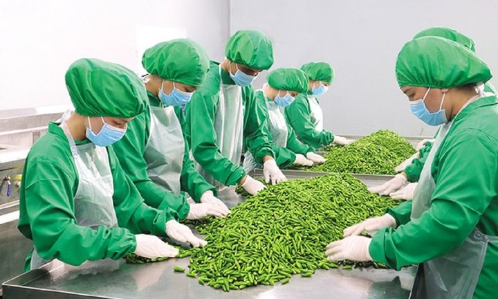 Bất ngờ loạt đơn hàng xuất khẩu Mỹ, Hà Lan đầu năm mới