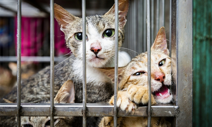 Đói kém gì nữa đâu mà đến giờ người ta vẫn ăn thịt mèo?